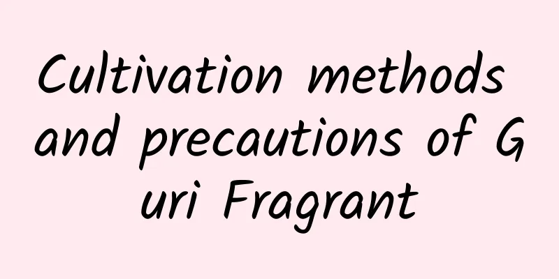 Cultivation methods and precautions of Guri Fragrant