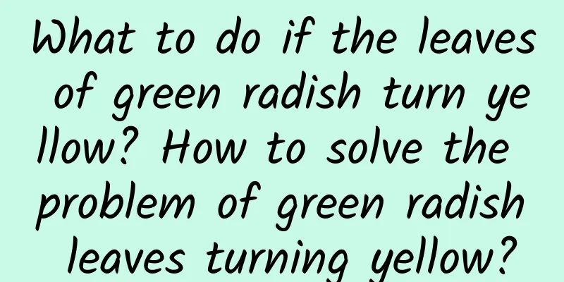 What to do if the leaves of green radish turn yellow? How to solve the problem of green radish leaves turning yellow?