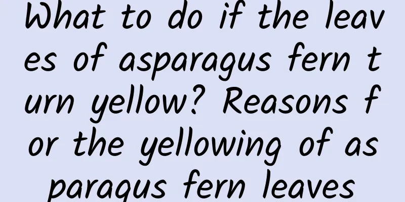 What to do if the leaves of asparagus fern turn yellow? Reasons for the yellowing of asparagus fern leaves