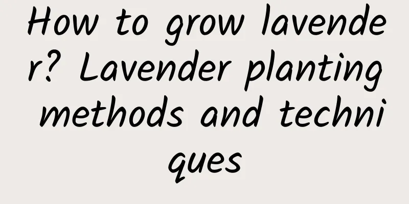 How to grow lavender? Lavender planting methods and techniques