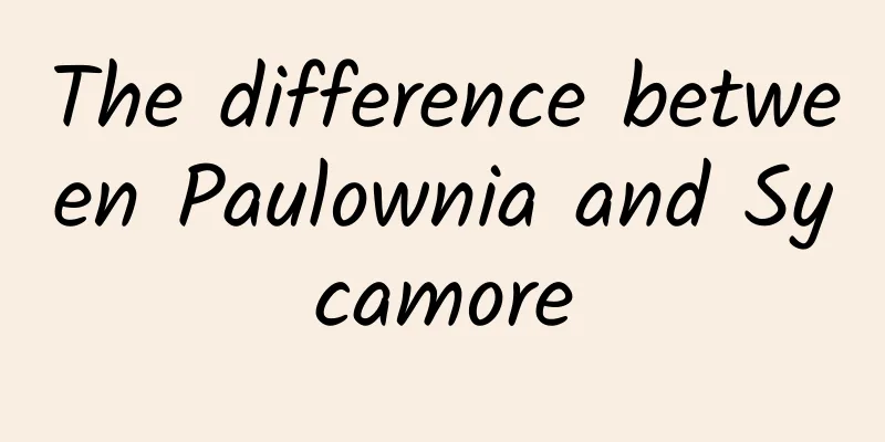 The difference between Paulownia and Sycamore