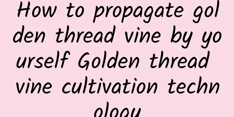 How to propagate golden thread vine by yourself Golden thread vine cultivation technology