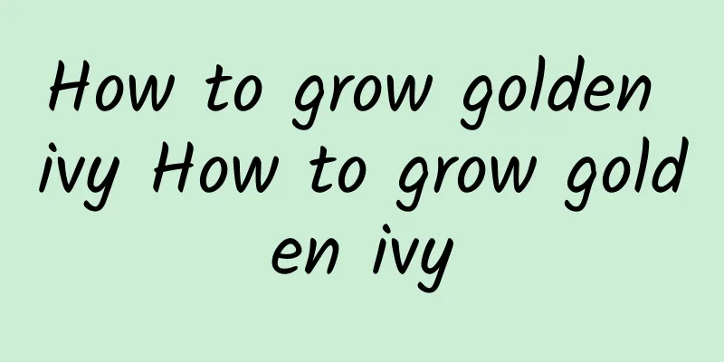 How to grow golden ivy How to grow golden ivy