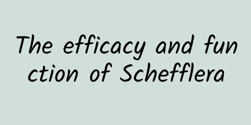 The efficacy and function of Schefflera