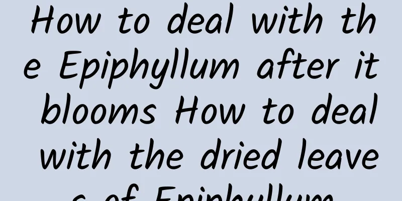 How to deal with the Epiphyllum after it blooms How to deal with the dried leaves of Epiphyllum