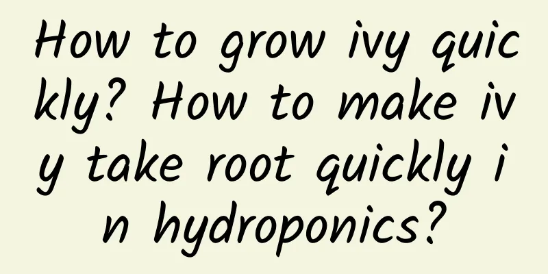 How to grow ivy quickly? How to make ivy take root quickly in hydroponics?