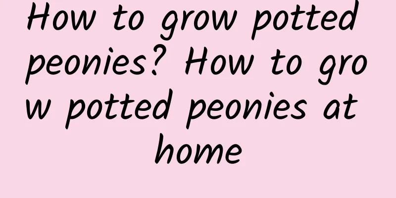 How to grow potted peonies? How to grow potted peonies at home