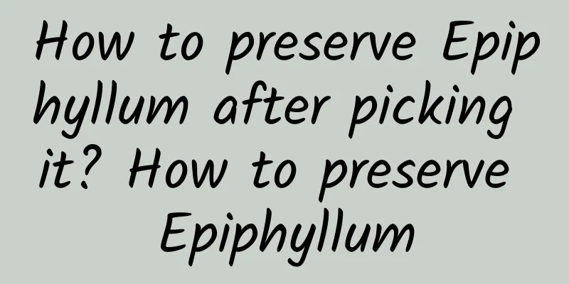 How to preserve Epiphyllum after picking it? How to preserve Epiphyllum