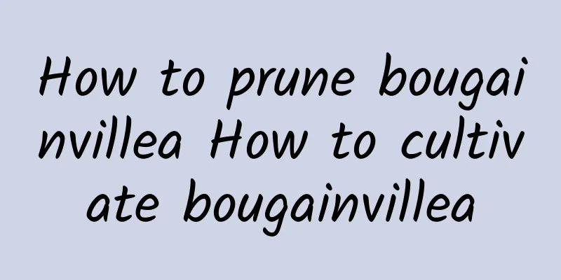 How to prune bougainvillea How to cultivate bougainvillea