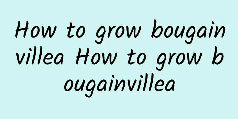 How to grow bougainvillea How to grow bougainvillea