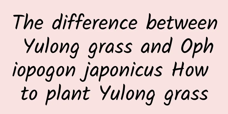 The difference between Yulong grass and Ophiopogon japonicus How to plant Yulong grass