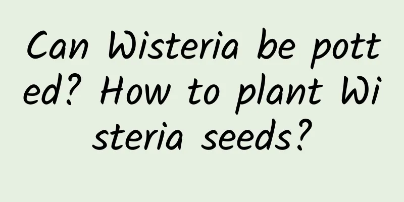 Can Wisteria be potted? How to plant Wisteria seeds?