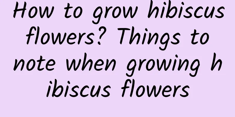 How to grow hibiscus flowers? Things to note when growing hibiscus flowers