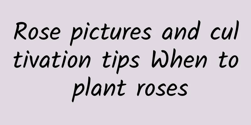 Rose pictures and cultivation tips When to plant roses