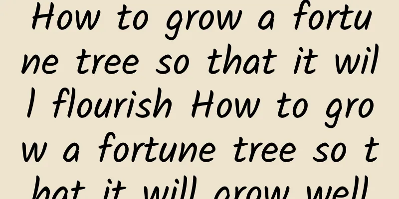 How to grow a fortune tree so that it will flourish How to grow a fortune tree so that it will grow well