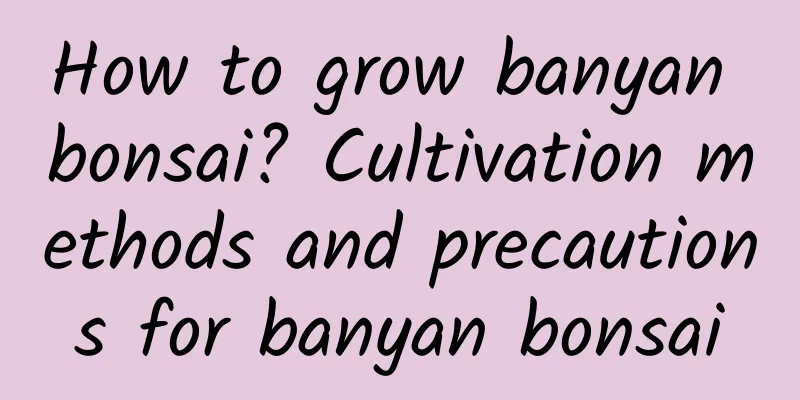 How to grow banyan bonsai? Cultivation methods and precautions for banyan bonsai