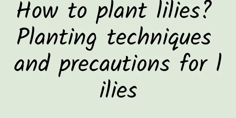 How to plant lilies? Planting techniques and precautions for lilies