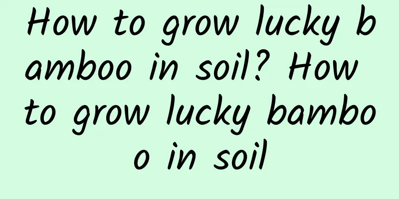 How to grow lucky bamboo in soil? How to grow lucky bamboo in soil