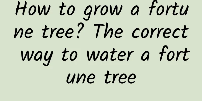 How to grow a fortune tree? The correct way to water a fortune tree