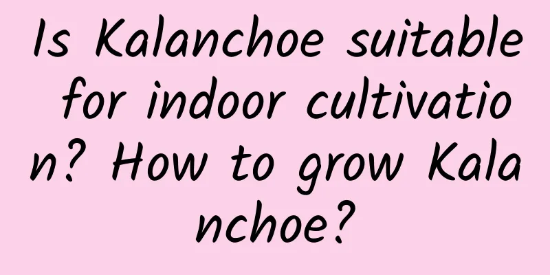 Is Kalanchoe suitable for indoor cultivation? How to grow Kalanchoe?