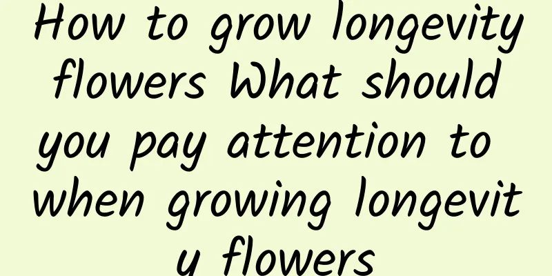 How to grow longevity flowers What should you pay attention to when growing longevity flowers