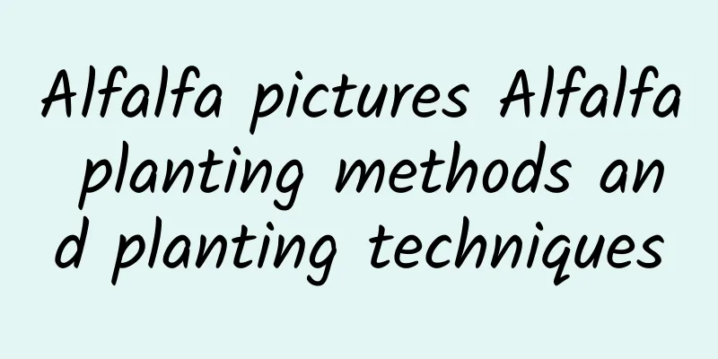 Alfalfa pictures Alfalfa planting methods and planting techniques