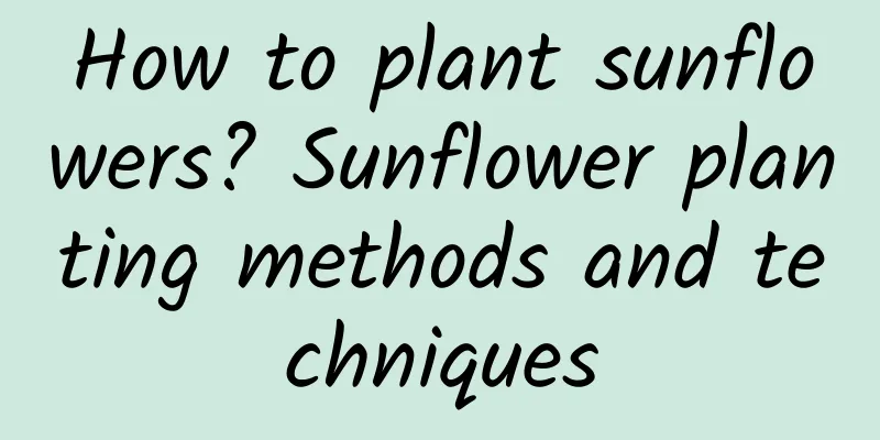 How to plant sunflowers? Sunflower planting methods and techniques