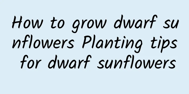 How to grow dwarf sunflowers Planting tips for dwarf sunflowers