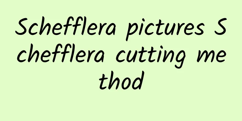 Schefflera pictures Schefflera cutting method