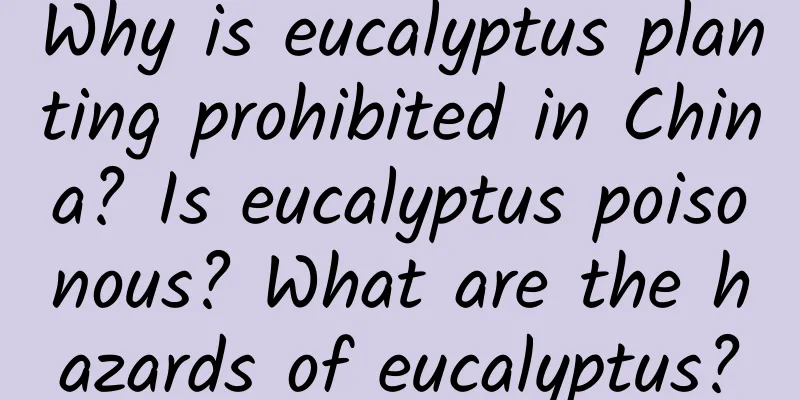 Why is eucalyptus planting prohibited in China? Is eucalyptus poisonous? What are the hazards of eucalyptus?