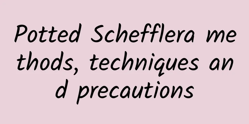 Potted Schefflera methods, techniques and precautions