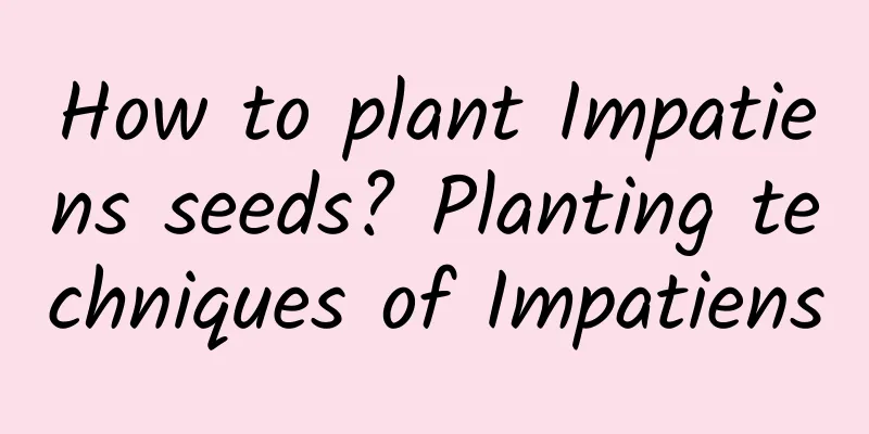 How to plant Impatiens seeds? Planting techniques of Impatiens