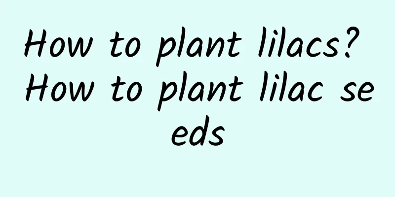 How to plant lilacs? How to plant lilac seeds