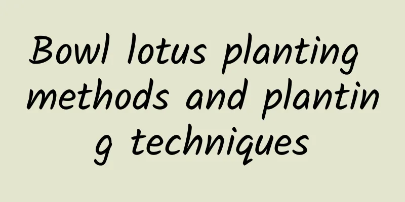 Bowl lotus planting methods and planting techniques