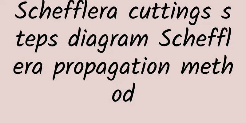 Schefflera cuttings steps diagram Schefflera propagation method