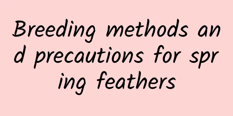 Breeding methods and precautions for spring feathers