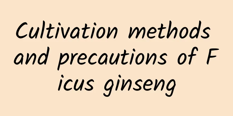 Cultivation methods and precautions of Ficus ginseng