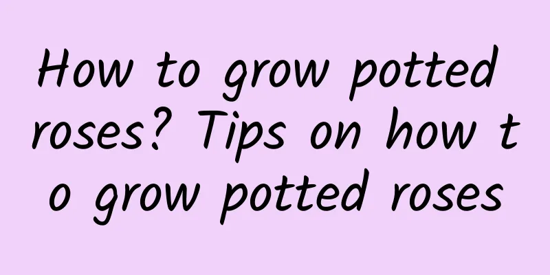 How to grow potted roses? Tips on how to grow potted roses