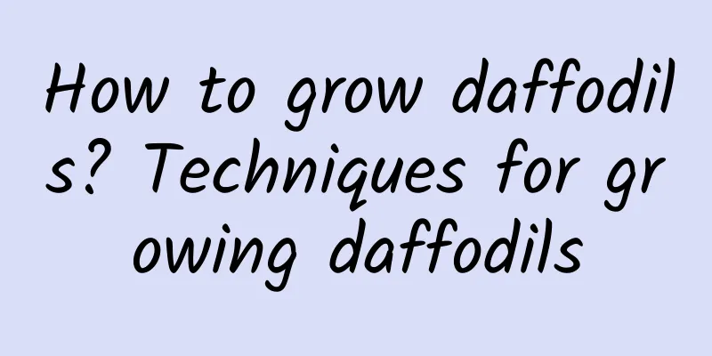 How to grow daffodils? Techniques for growing daffodils