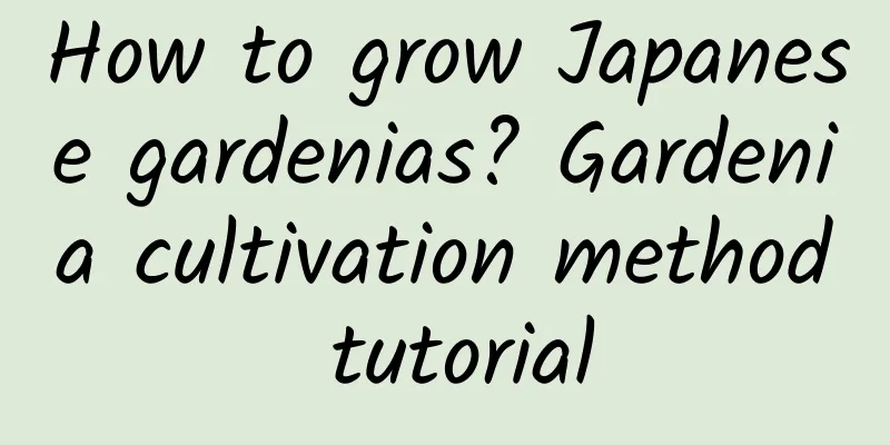 How to grow Japanese gardenias? Gardenia cultivation method tutorial