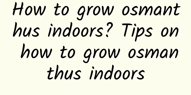 How to grow osmanthus indoors? Tips on how to grow osmanthus indoors