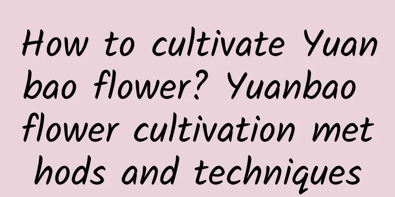 How to cultivate Yuanbao flower? Yuanbao flower cultivation methods and techniques