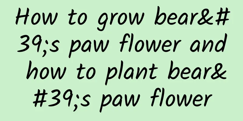 How to grow bear's paw flower and how to plant bear's paw flower