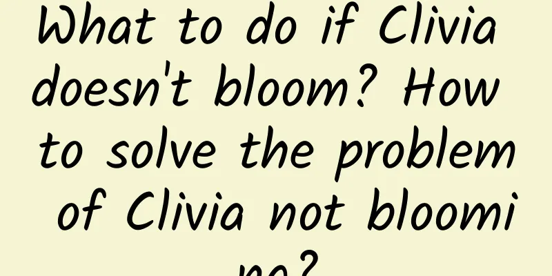 What to do if Clivia doesn't bloom? How to solve the problem of Clivia not blooming?