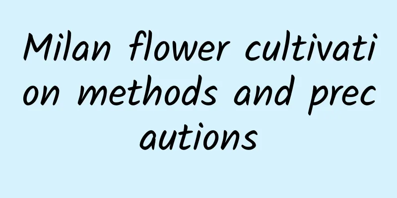 Milan flower cultivation methods and precautions