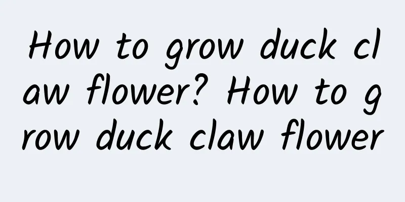 How to grow duck claw flower? How to grow duck claw flower