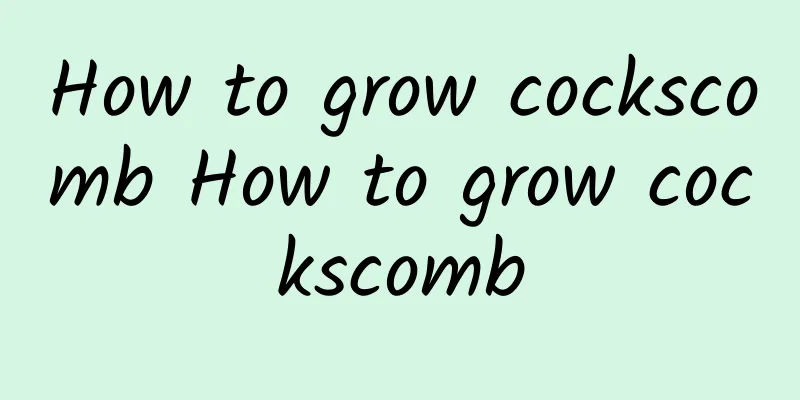 How to grow cockscomb How to grow cockscomb