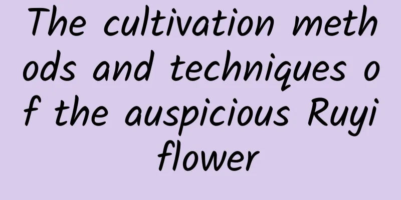 The cultivation methods and techniques of the auspicious Ruyi flower