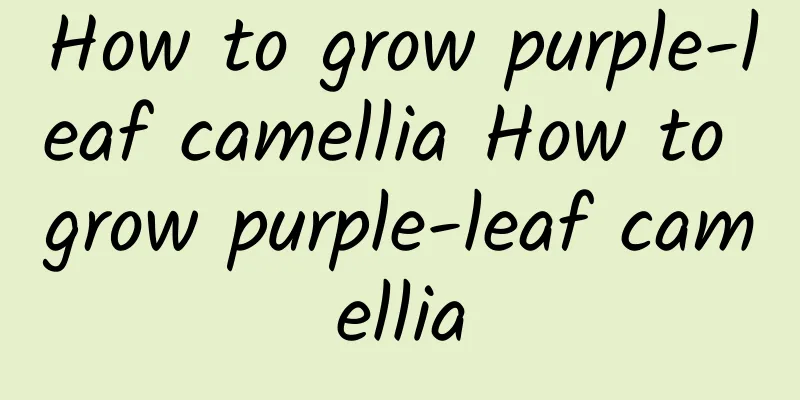 How to grow purple-leaf camellia How to grow purple-leaf camellia