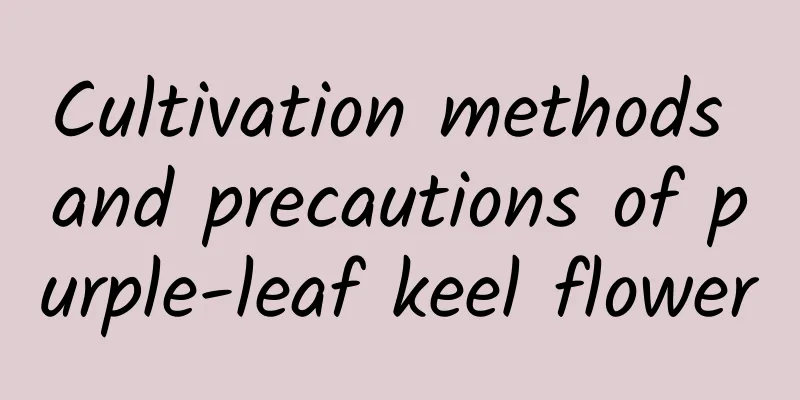 Cultivation methods and precautions of purple-leaf keel flower